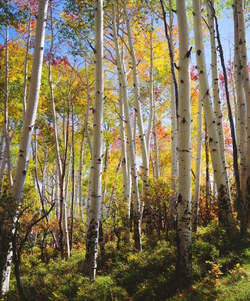 USA, Utah, Fall colors of Aspen trees
